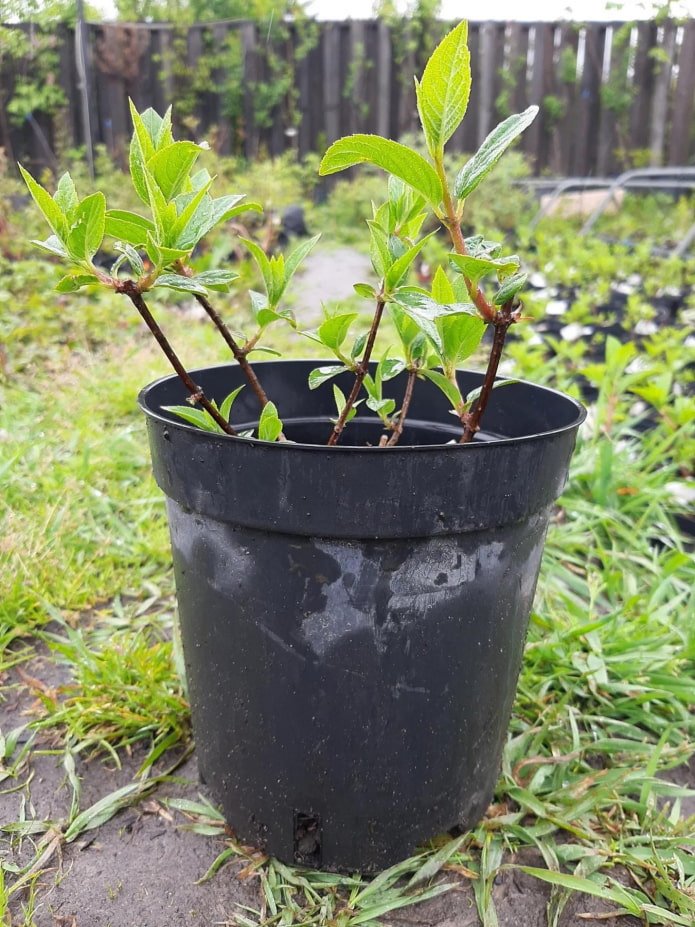 seedling