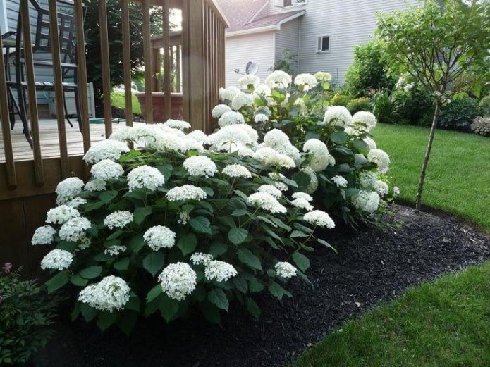 hortensia buisson près de la clôture