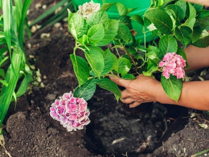 plantation dans un trou