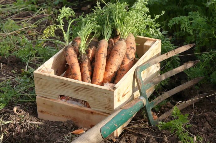 Récolte de carottes