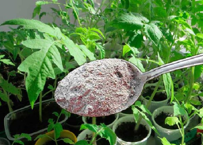 nourriture des tomates