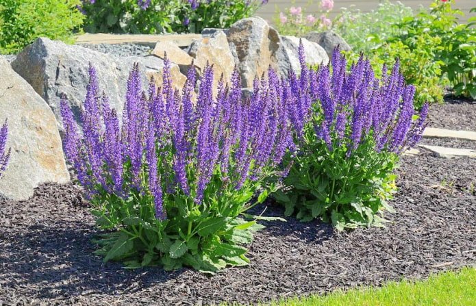 lavender