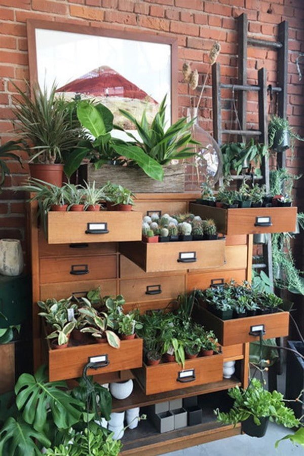 Plantes dans une commode