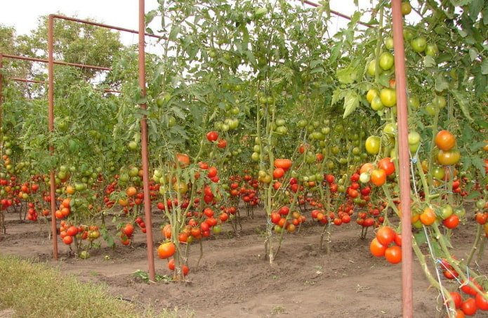 tied tomatoes