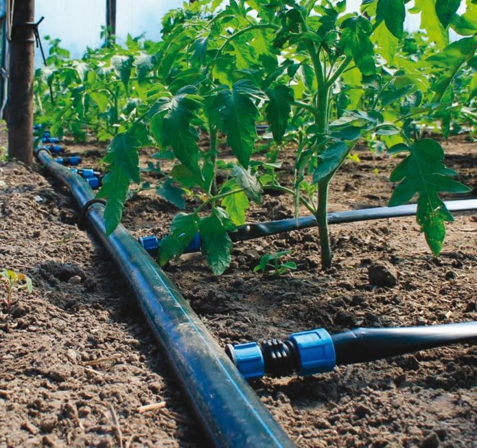système d'irrigation goutte à goutte