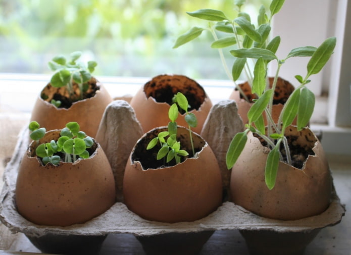 Plants en coquilles