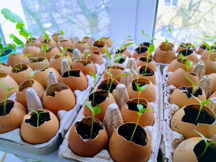 Plants en plateaux