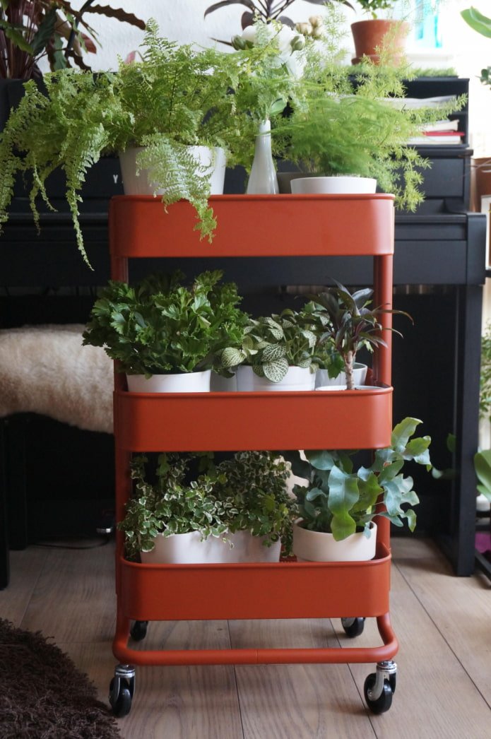 Plantes sur un chariot