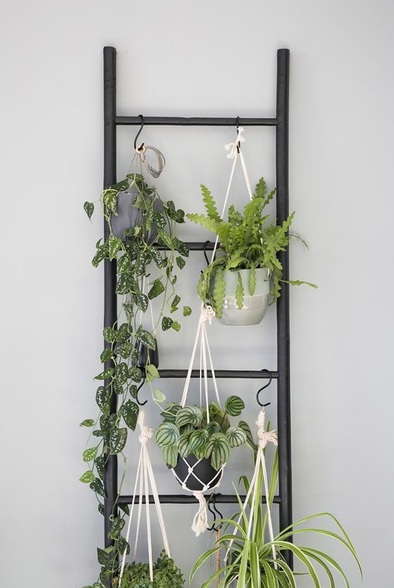 Plantes sur une échelle