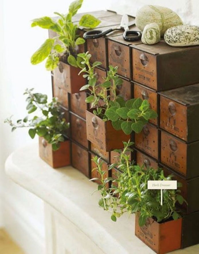 Plants in a mini chest of drawers