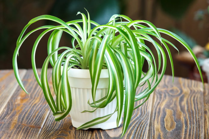 jeune chlorophytum