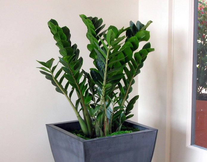 Zamioculcas