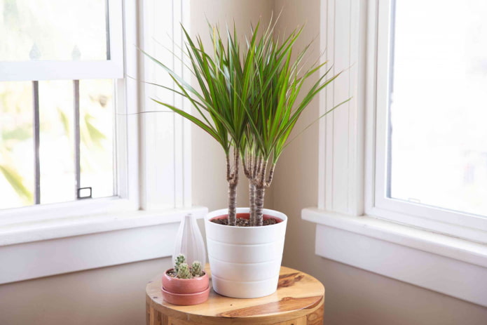 dracaena angustifolia