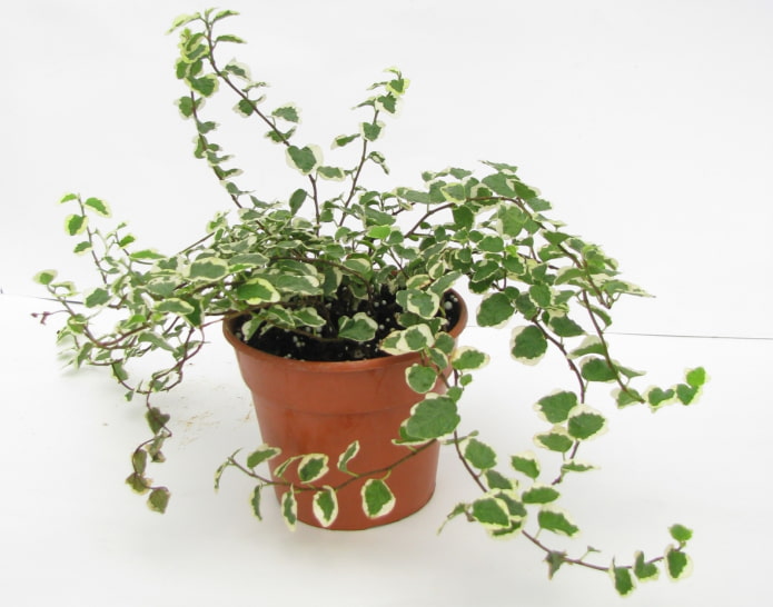 creeping ficus