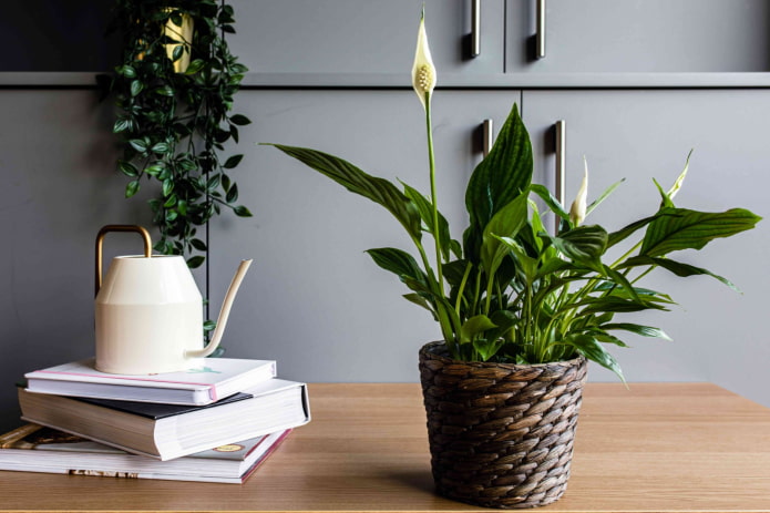 spathiphyllum blooming