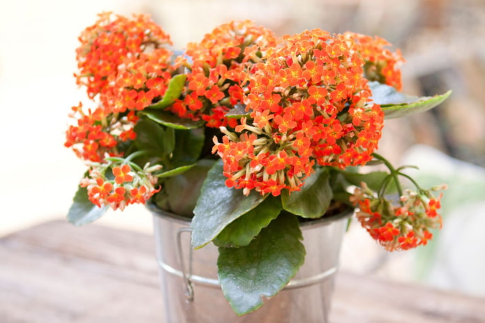 kalanchoe en fleurs