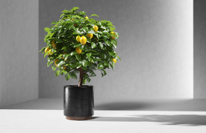 home lemon