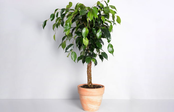 ficus braid