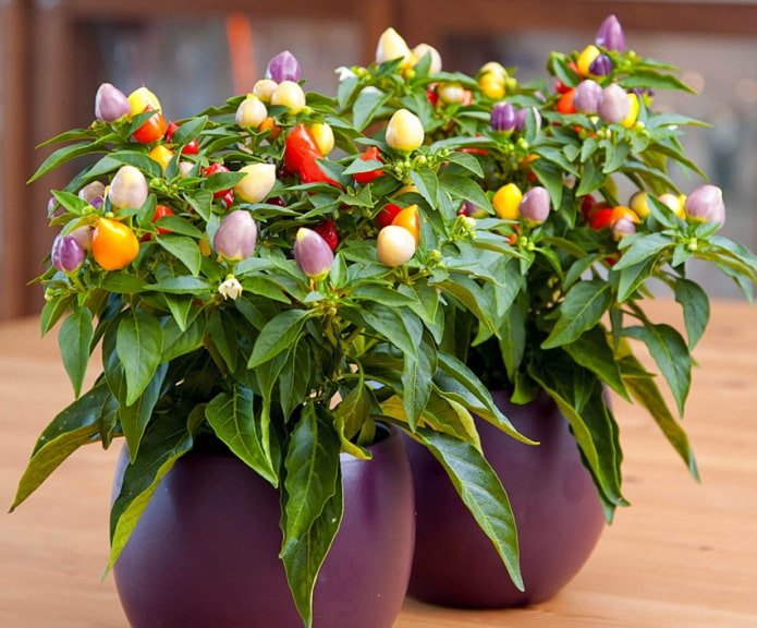 indoor pepper