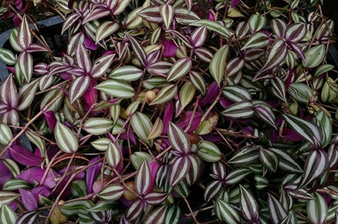 bright tradescantia
