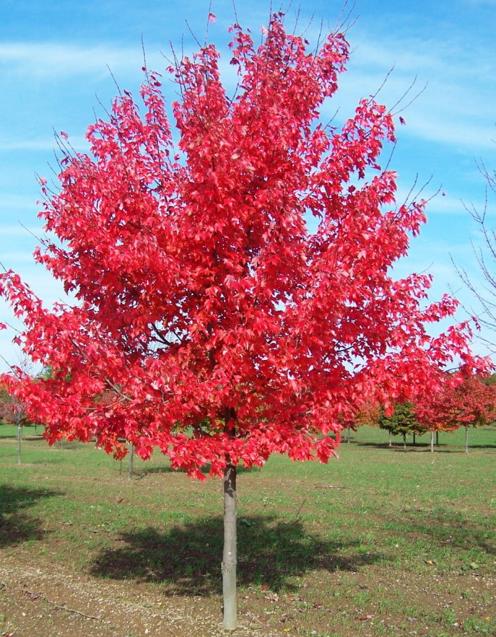 Érable rouge