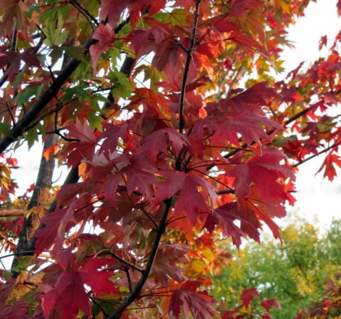 Feuilles d'érable