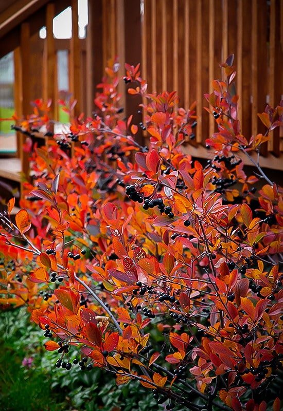 Aronia noir en automne