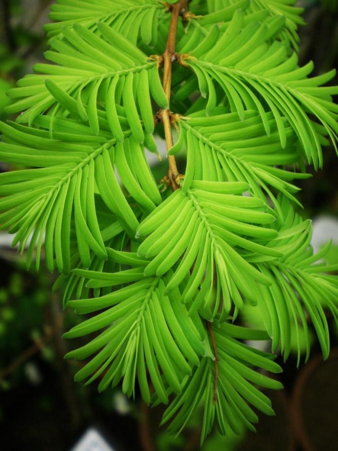 Metasequoia anciens