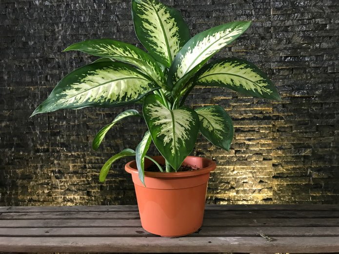 dieffenbachia en appartement