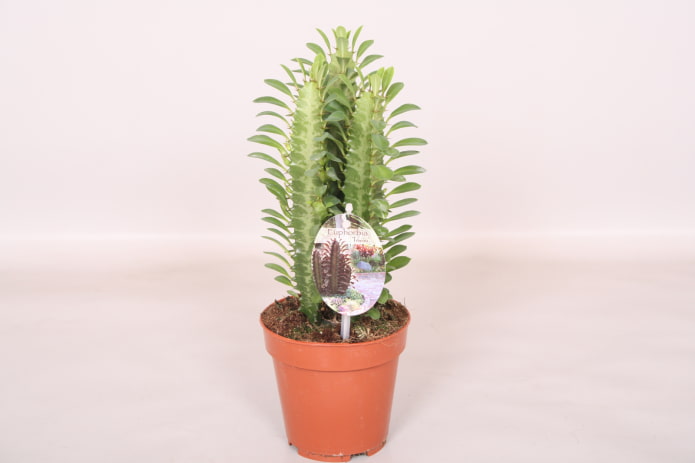 Euphorbia triangularis