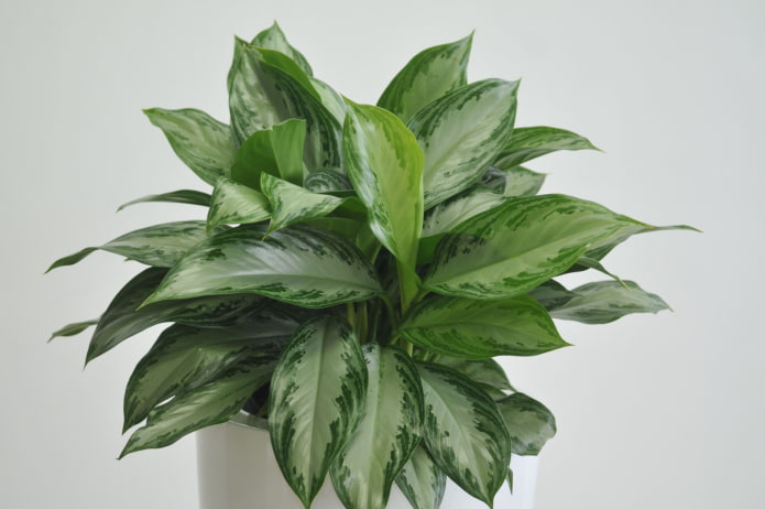 aglaonema care