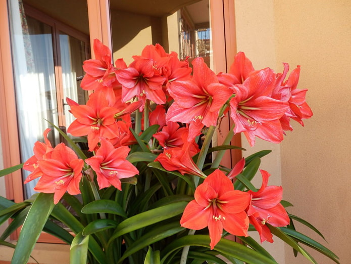Comment fleurit l'amaryllis