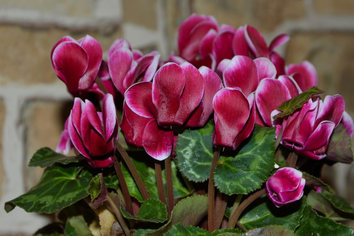 Le cyclamen est-il toxique ?