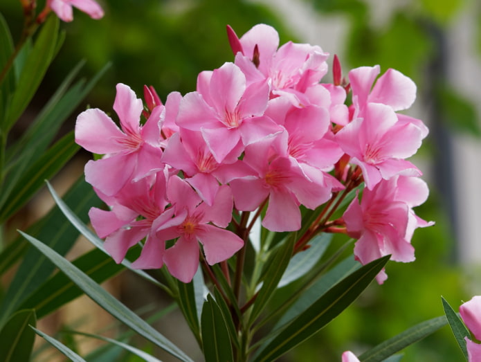 le laurier-rose est-il nocif