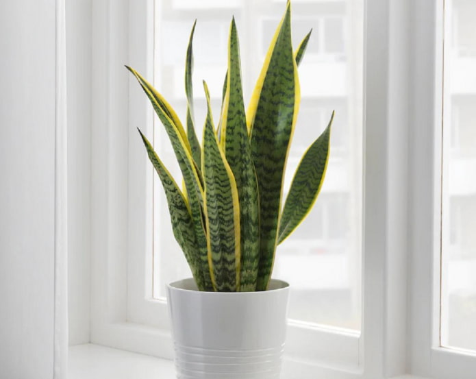 Quels sont les dangers de la sansevieria ?
