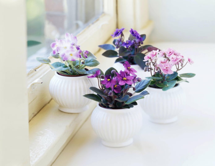 allergie aux violettes