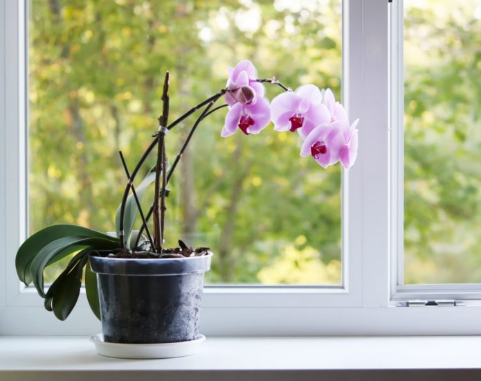 Qu'est-ce qui est dangereux chez les orchidées