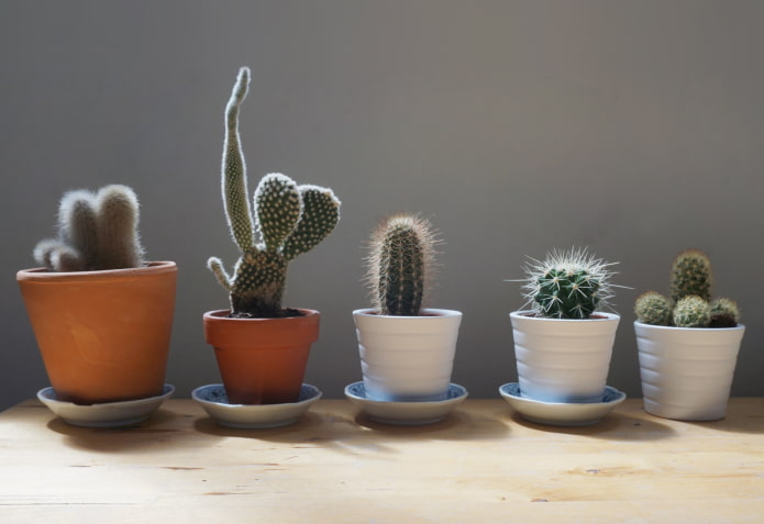 Peut-on garder des cactus à la maison ?