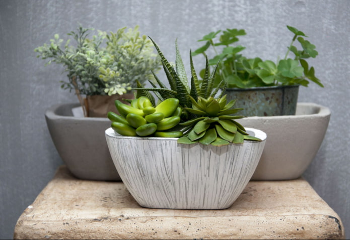Quels sont les dangers des plantes succulentes ?