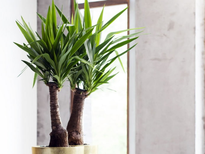 yucca