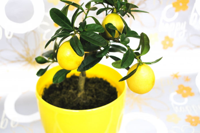 Plantes utiles pour la maison