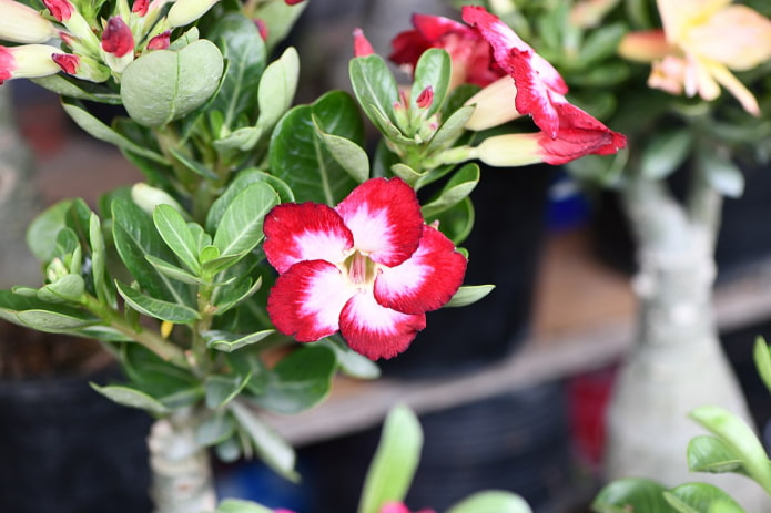 Adenium 