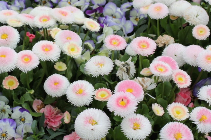 Marguerites