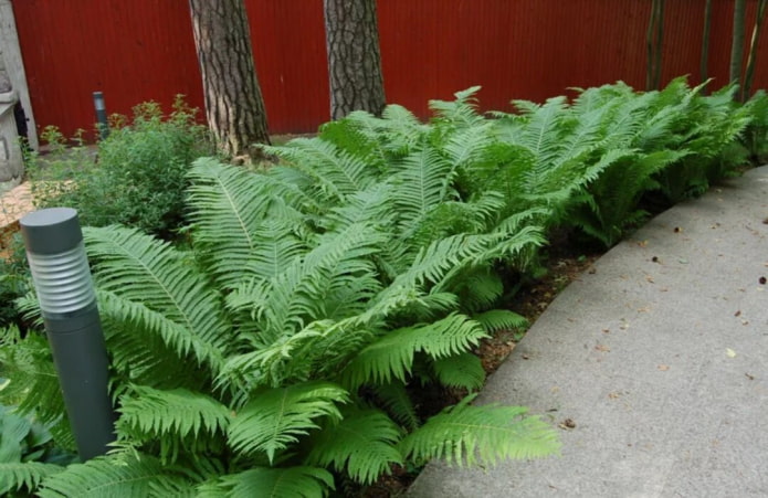 Fern
