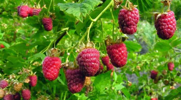 framboisier
