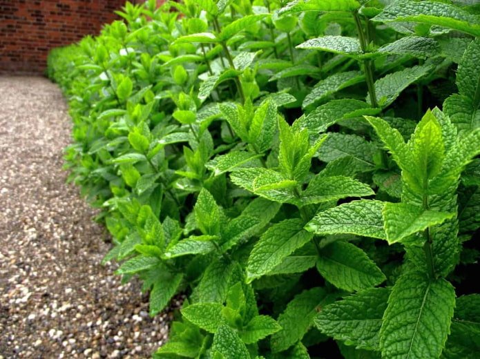 mint