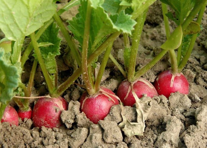 radish