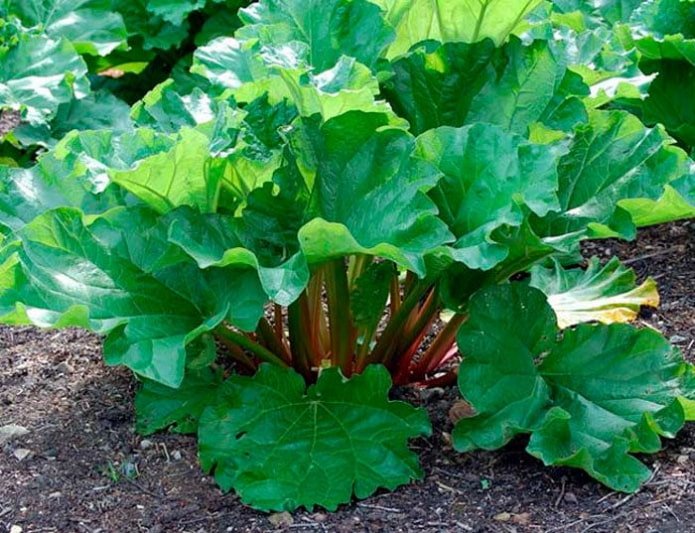 Rhubarbe