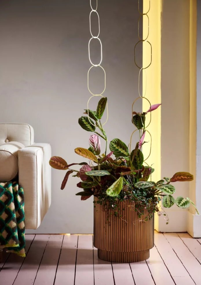 Maranta en intérieur