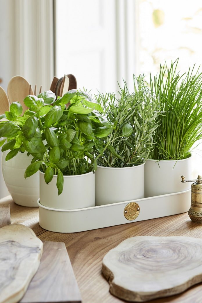 Verts dans la cuisine